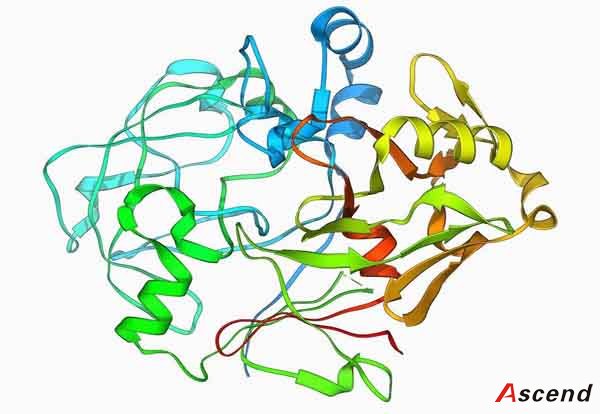 蛋白酶K高活性蛋白酶K核酸提取纯化蛋白酶K