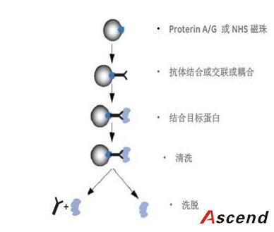 蛋白纯化和互作服务