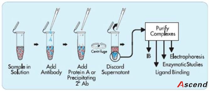 IP服务immunoprecipitation