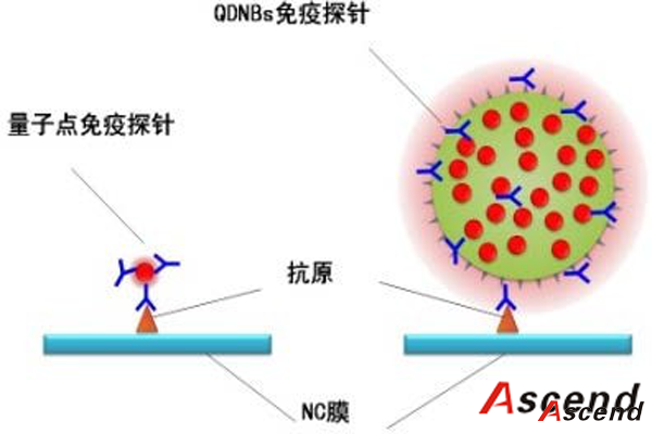 <b>免疫层析专用量子点纳米球-量子点微球</b>