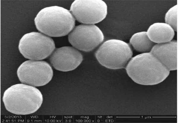 氨基磁珠免疫磁珠氨基修饰磁珠抗体分离纯化磁