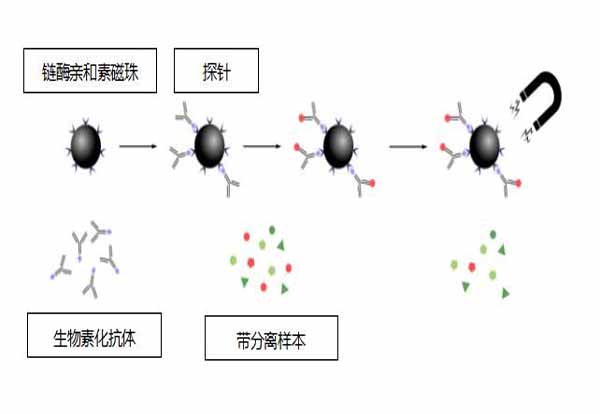 链霉亲和素磁珠SA磁珠Streptomycin Avidin magnetic bea