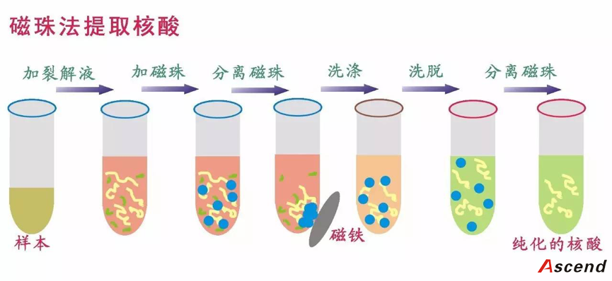 如何选购一款生物磁珠？