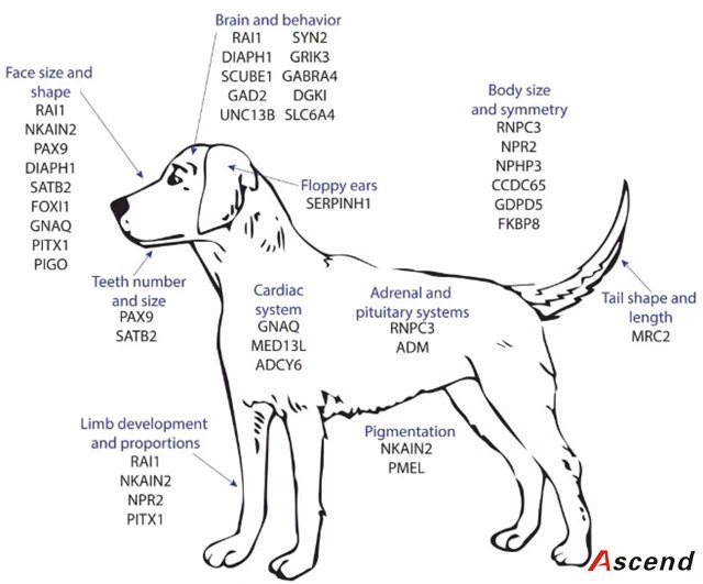 乡村狗的DNA揭示了驯养所造成的遗传变异