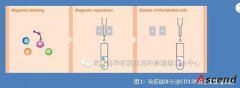 免疫磁珠分选 + 荧光原位杂交技术：促进多发性