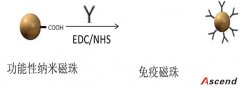 国产化沙门氏菌免疫磁珠开发及其应用