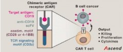 细胞免疫治疗简介及抗体、磁珠与磁分选架的应