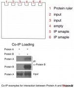 磁珠法免疫共沉淀（Co-IP）详细操作Protocol（英文