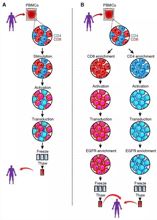 CD4/CD8等比例混合CART细胞制备工艺研究