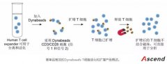 Dynabeads™磁珠知多少？