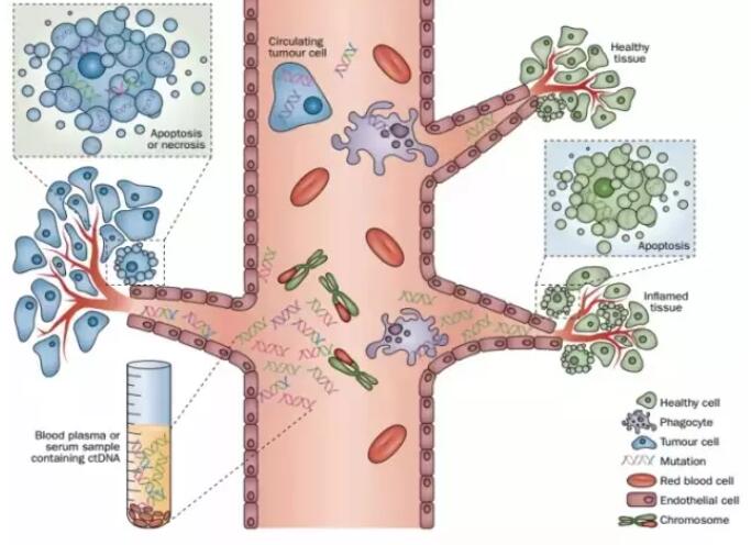 循环肿瘤细胞CTC的相关数据，你知道多少？