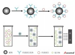 资讯 | 《基于免疫磁珠富集的荧光快速检测出土