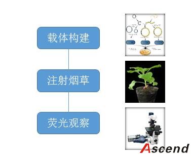 双分子荧光互补分析服务（BiFc）