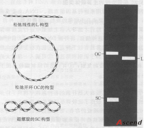 基因工程-质粒DNA的提取