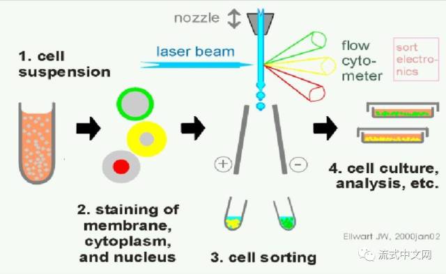 17个常见的细胞分选QA，其中有几个确实很实用